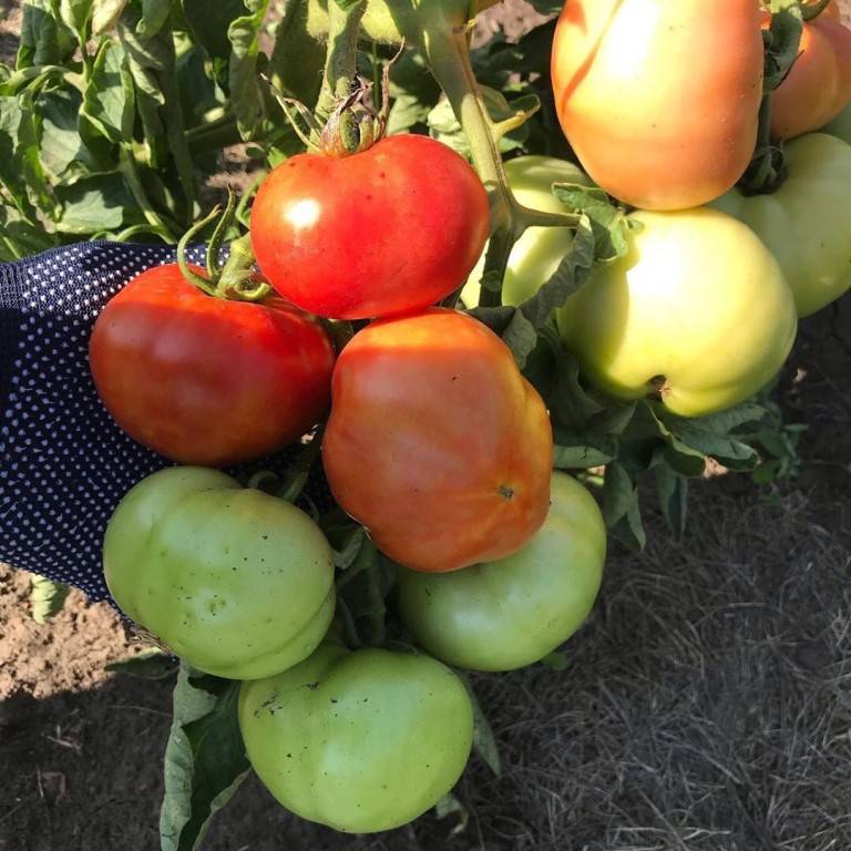 Топ-10 помидоров: ранние сорта низкорослые для открытого грунта