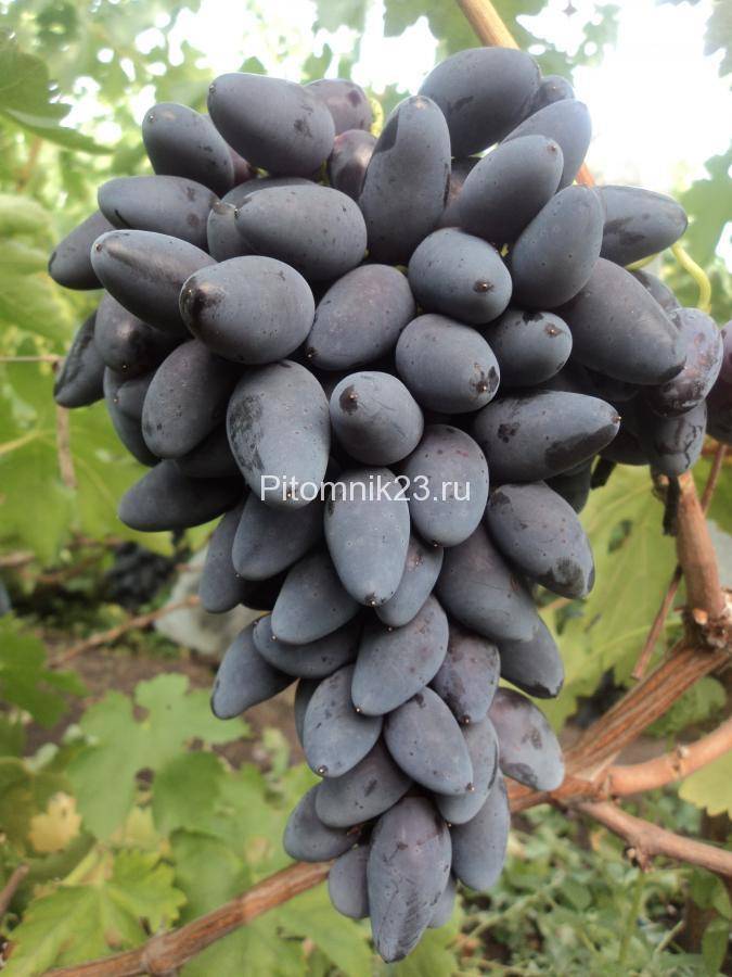 Всё о сорте винограда «велика» от особенностей выращивания до фото и отзывов о нем