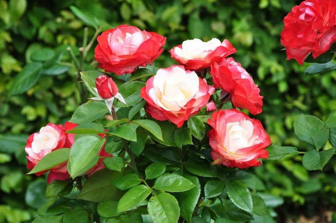 Как правильно посадить, ухаживать и лечить двухцветную розу ностальжи