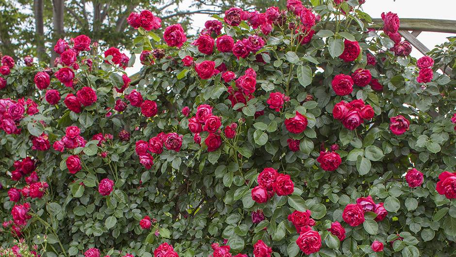 Роза барок (barock): фото, описание и особенности