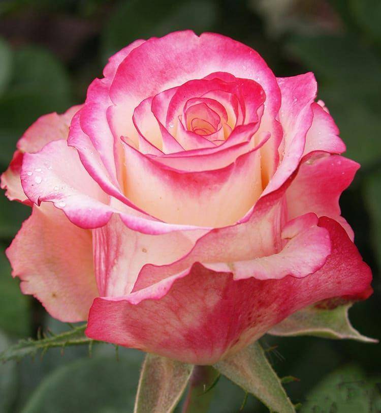 Роза свитнесс: характеристика, советы по выращиванию