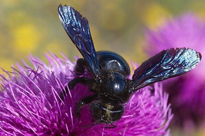 Черная пчела плотник или шмель плотник фиолетовый