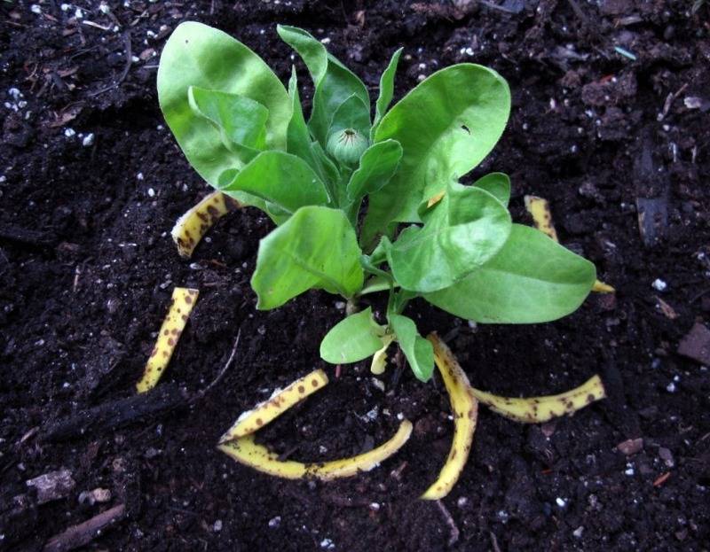 Рецепты удобрений из банановой кожуры для растений и как применять подкормку