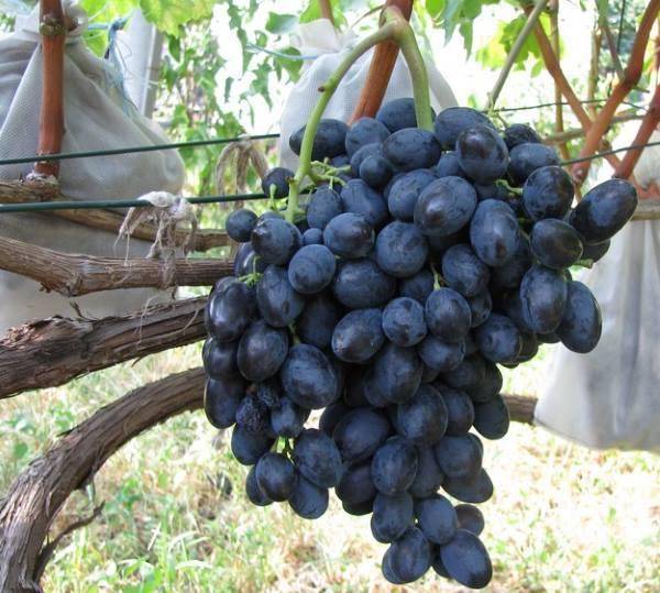 Виноград надежда азос: одно из лучших достижений анапской зональной опытной станции