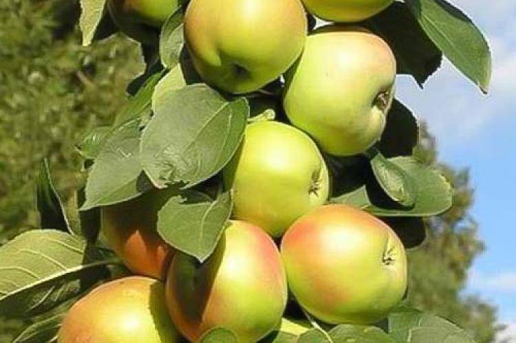 Колоновидная яблоня медок: от посадки до сбора урожая