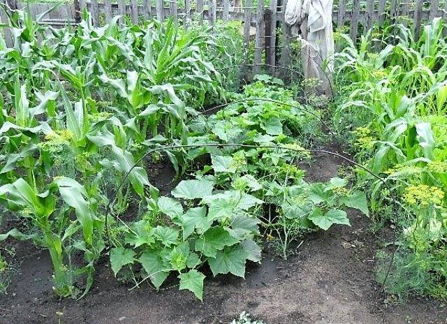 Совместимость растений на огороде: таблица. совместимость овощей на огороде