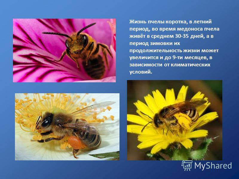 Жизнь пчел рабочих. Продолжительность жизни пчелы. Продолжителлность жизни пчёл. Сколько живут пчелы. Продолжительность жизни пчелы медоносной.