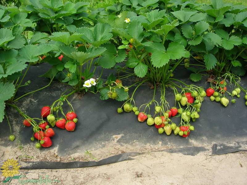 Выращивание клубники и уход: описание как выращивать из семян в открытом грунте и видео про ремонтантную ягоду
