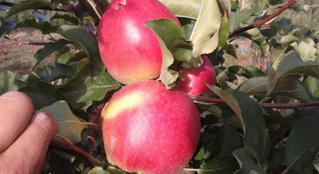 О яблоне макинтош: описание сорта, характеристики, агротехника выращивания