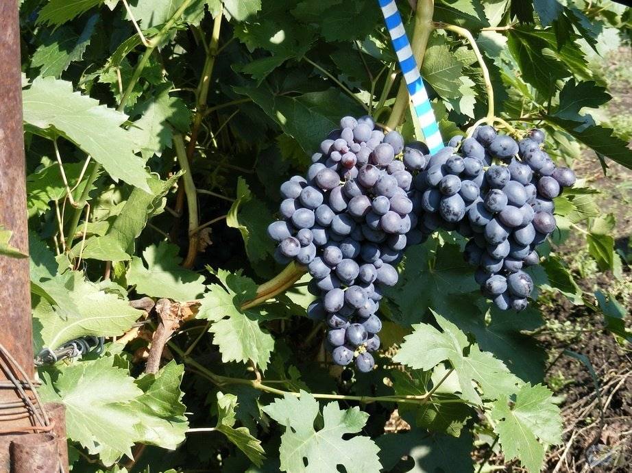 Посадка саженцев винограда осенью и укрытие на зиму