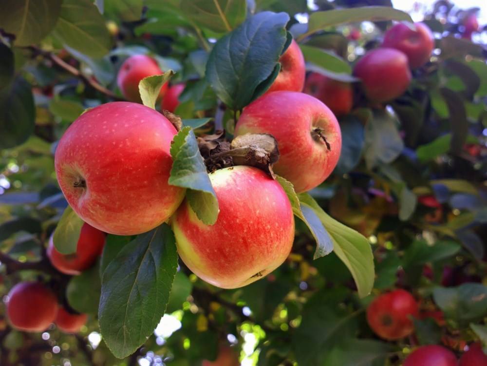✅ о яблоне мечта: описание и характеристики сорта, посадка и уход, выращивание