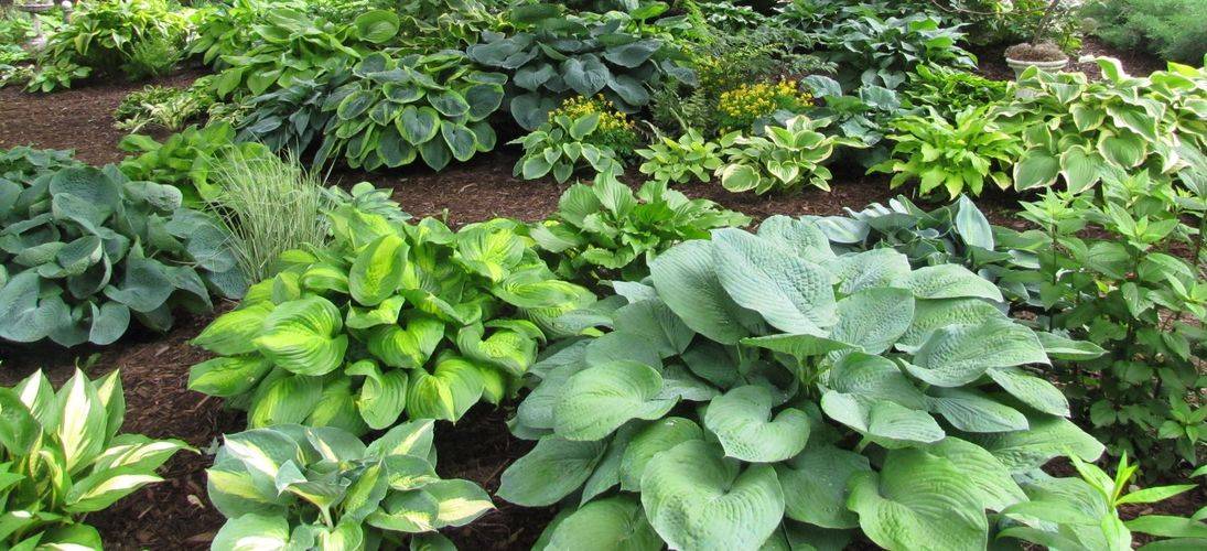 О выращивании хосты в открытом грунте на даче (агротехника выращивания в саду)