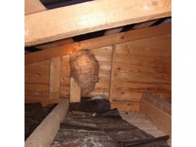 Как избавиться от шмеля в стене дома, из под крыши, как вывести шмелей на даче