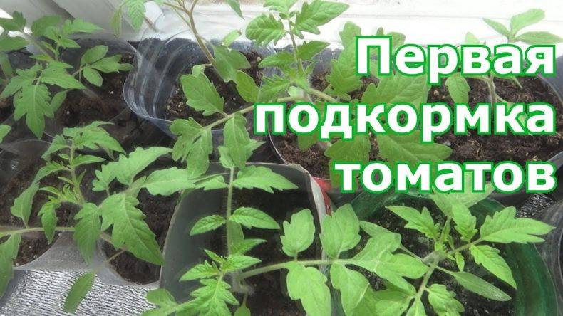 ???? правильная подкормка рассады томатов в домашних условиях, чем подкормить рассаду помидоров