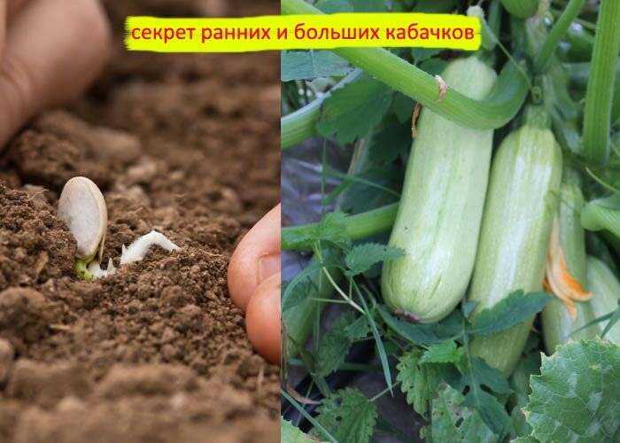Как правильно сажать кабачки семенами в открытый грунт | дачасадовника — как правильно сажать кабачки семенами в открытый грунт — про огород