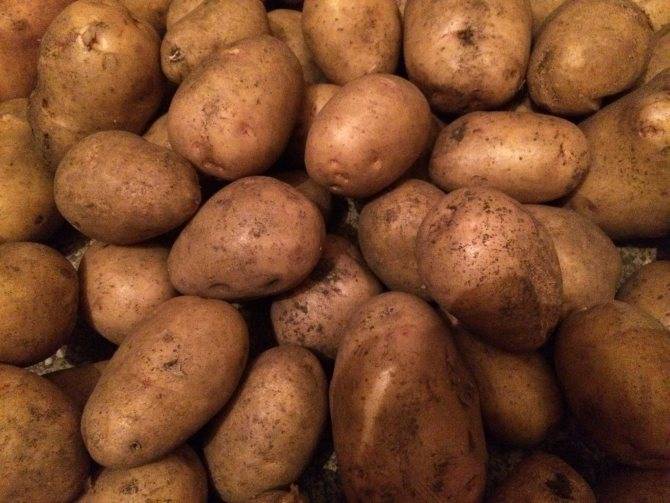 Многоликий картофель «сорокодневка»: описание сорта, фото, советы по выращиванию