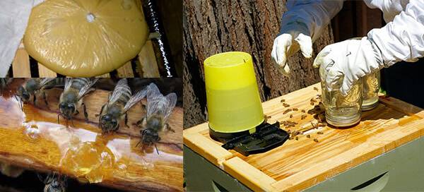 Подкормка пчел весной — сахарным сиропом, медом или канди