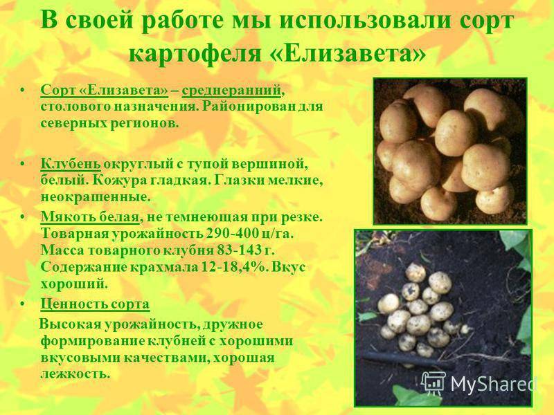 Отзывы о картофеле елизавета, описание, плюсы и минусы