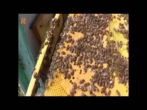 Уход за пчелами - видео и правила содержания