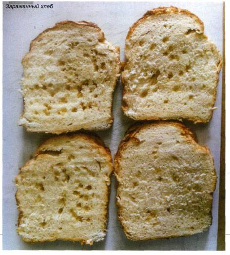 Картофельная болезнь хлеба: опасна ли она?