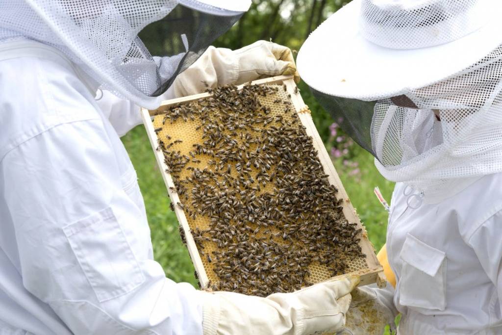 Когда собирают мед нового урожая и как правильно качать мед