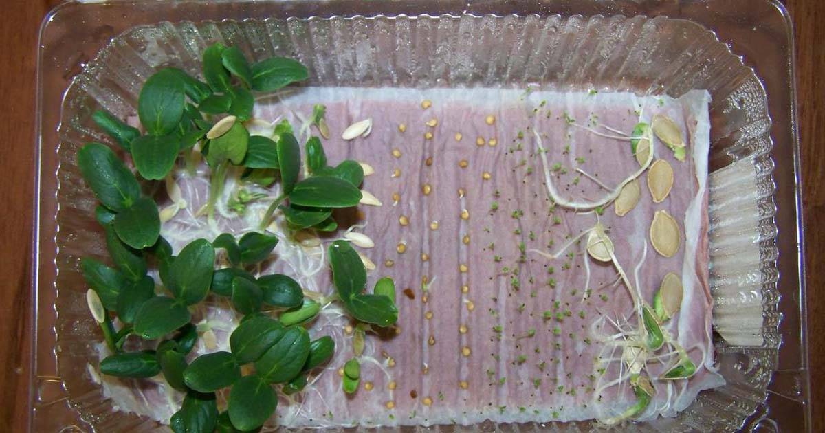 Как можно быстро прорастить семена огурцов перед посадкой в домашних условиях