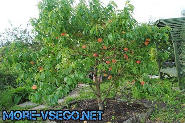 Как вырастить персик из косточки дома, чтобы были плоды