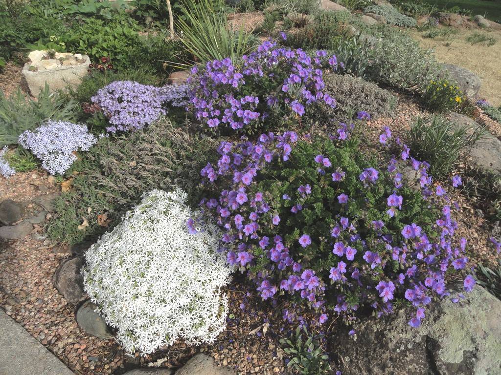 Растения для альпийской горки: многолетние цветы их названия и фото