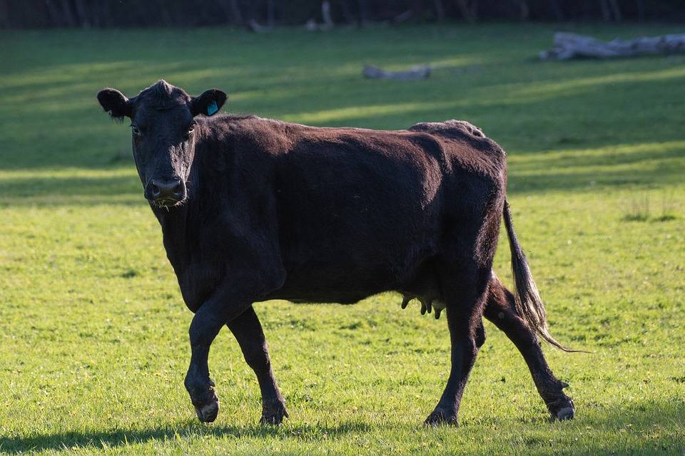 Абердин-ангусская порода коров: описание и характеристика