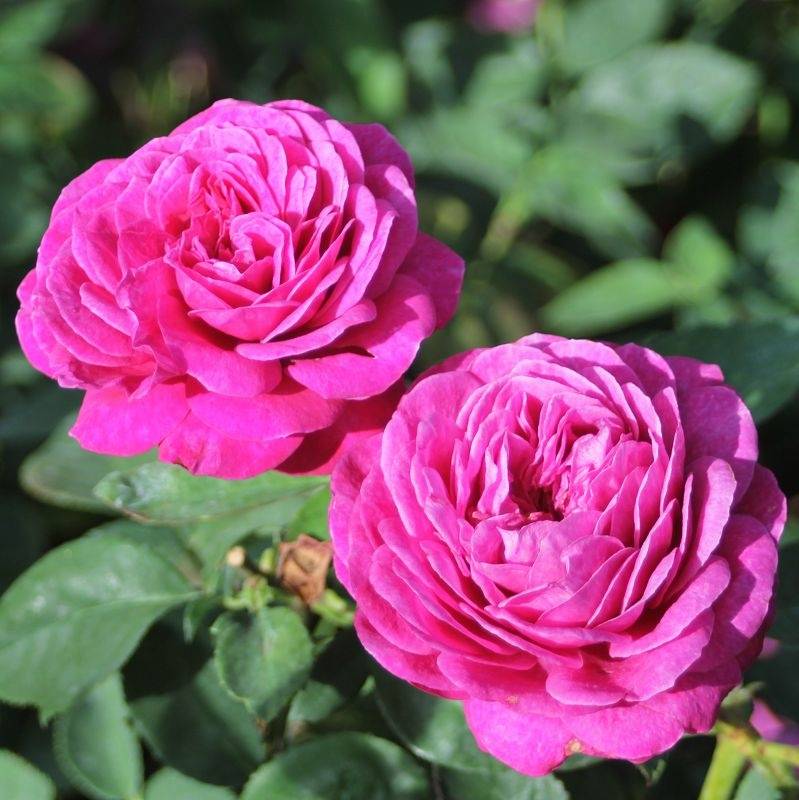 Роза хайди клум роуз (heidi klum rose): фото, описание и особенности