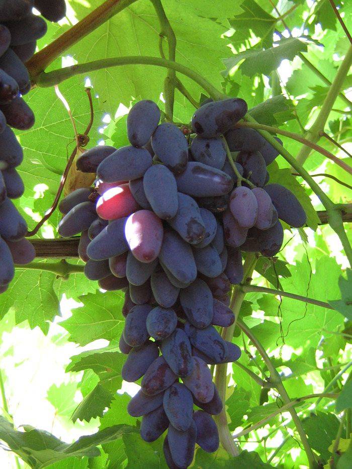 О винограде памяти негруля