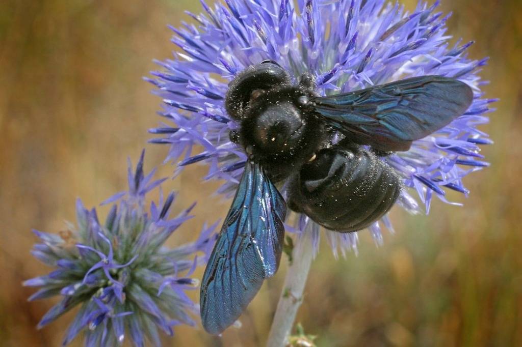 Пчела плотник: описание, образ жизни и среда обитания