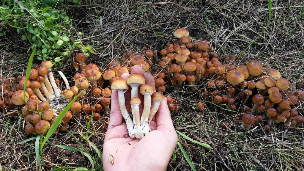 ᐉ как вырастить грибы на садовом участке из остатков грибов - godacha.ru