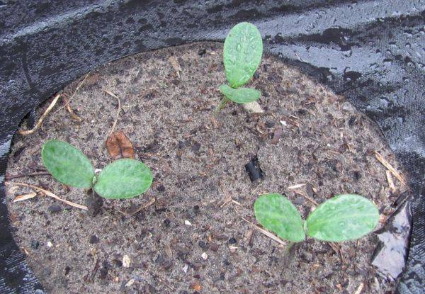 Актуальная информация когда сажать тыкву семенами и рассадой в открытый грунт