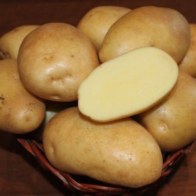 Картофель никулинский – описание сорта, фото, отзывы