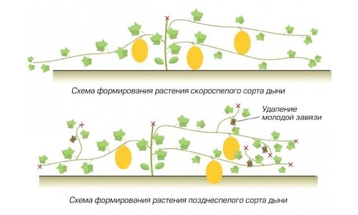 Как прищипывать арбузы: правильная схема с фото инструкцией. выращивание арбузов в открытом грунте и теплице + советы по уходу