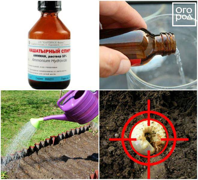 12 простых способов как избавиться от муравьев в 2021 году в огороде и саду навсегда: средства народные и покупные