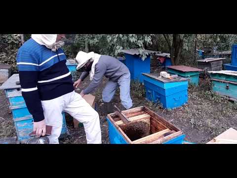 О подготовке пчел к зимовке: зимовка на улице, как зимуют пчелы, как подготовить