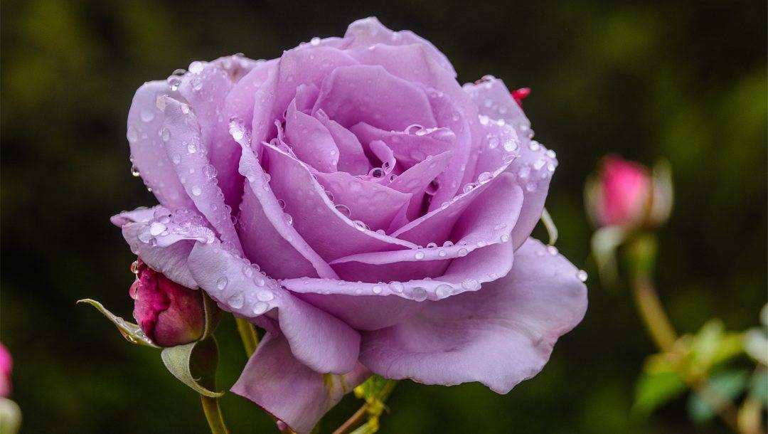 Самые красивые розы (фото)