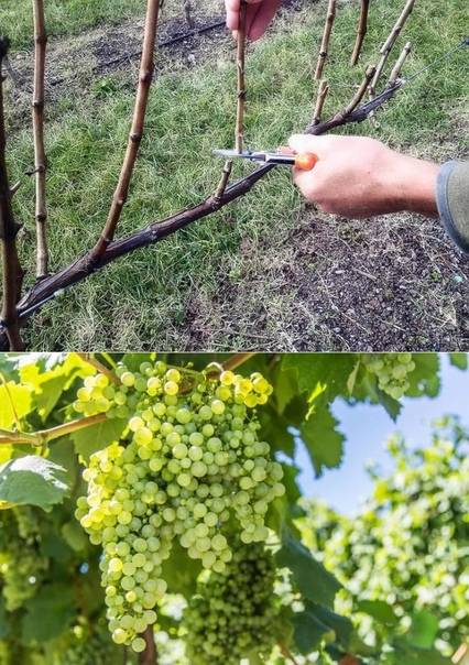 Может ли дозреть виноград после срезания. как сохранить виноград для дозревания