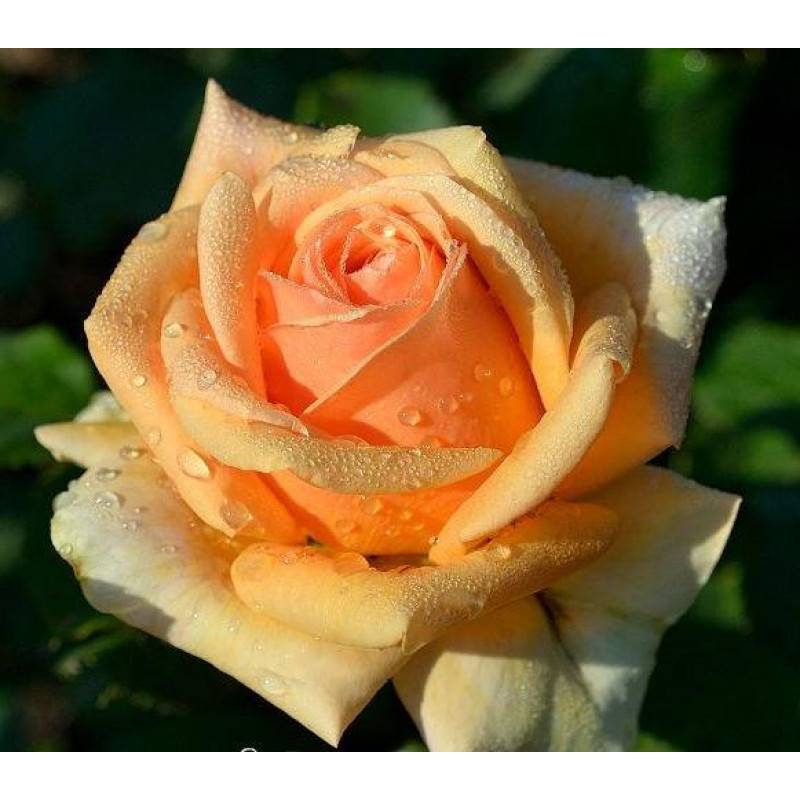 Роза гейша – фото и описание, отзывы