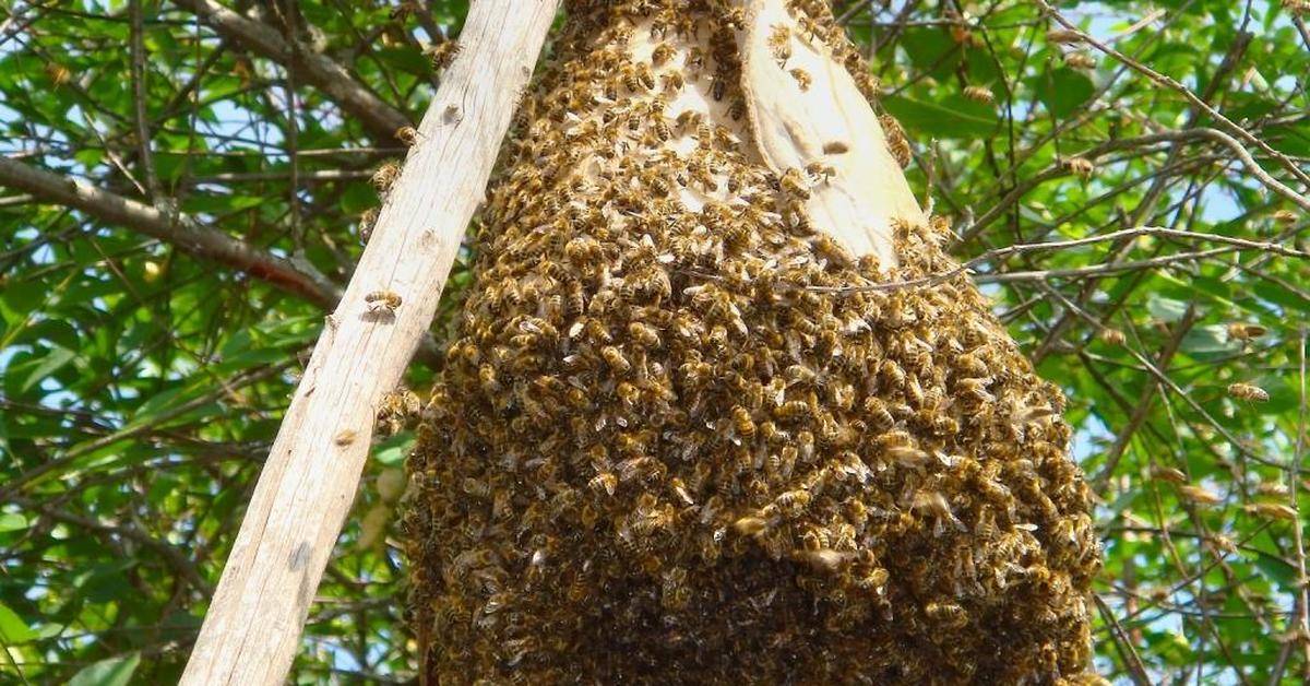 Как вывести пчел из деревянного дома и других мест