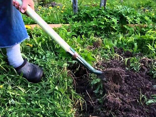 6 способов, как вывести хрен с огорода навсегда