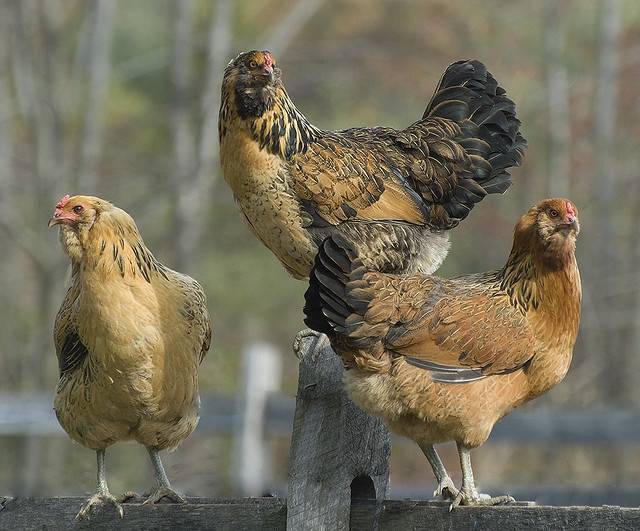 Амераукана – описание породы кур, несущей голубые яйца