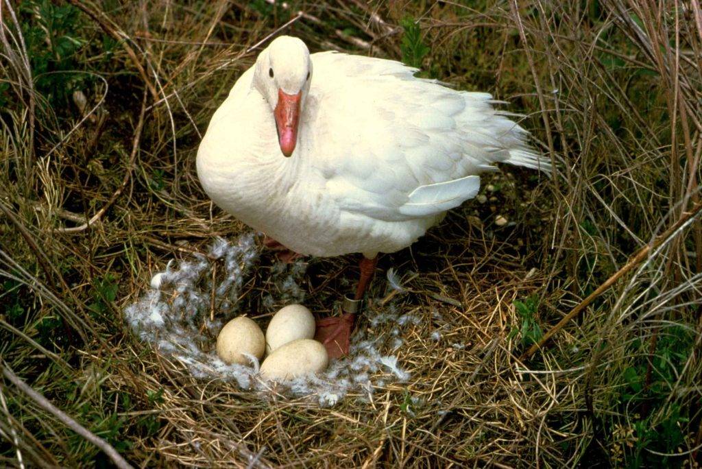 Когда начинают нестись гуси в домашних условиях, сколько гусыня сидит на яйцах