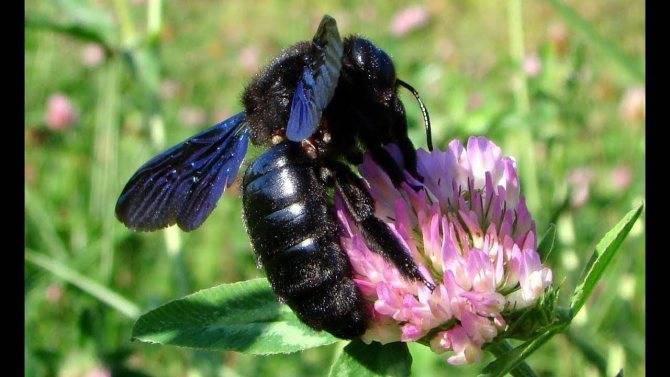 Какие бывают пчёлы: фото и названия