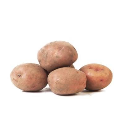 Сорт картофеля гулливер: характеристика, агротехника выращивания