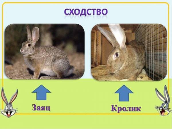 В чем разница между кроликом и зайцем?