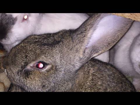 Готовимся к окролу кроликов: правила и особенности ухода за крольчихой во время и после беременности