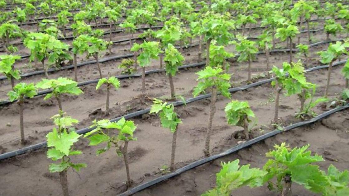Посадка винограда. как правильно высадить саженец винограда, советы начинающим